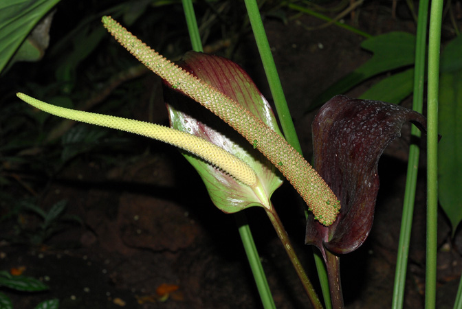 Pictured in the Botanischer Garten der Philipps-Universität Marburg (Germany) Image Copyright © 2011 by David Scherberich