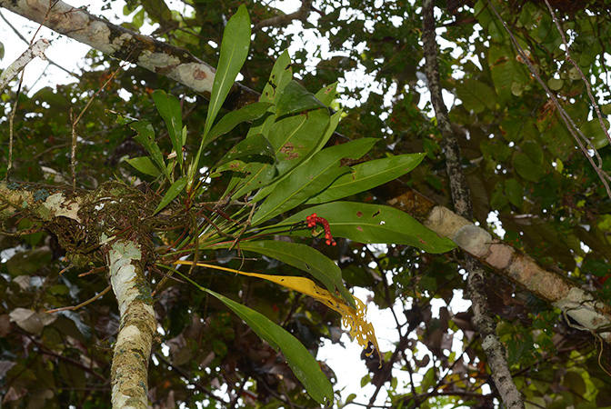 Croat 105927 pictured in Yasuni National Park (Orellana, Ecuador) Image Copyright © 2015 by David Scherberich