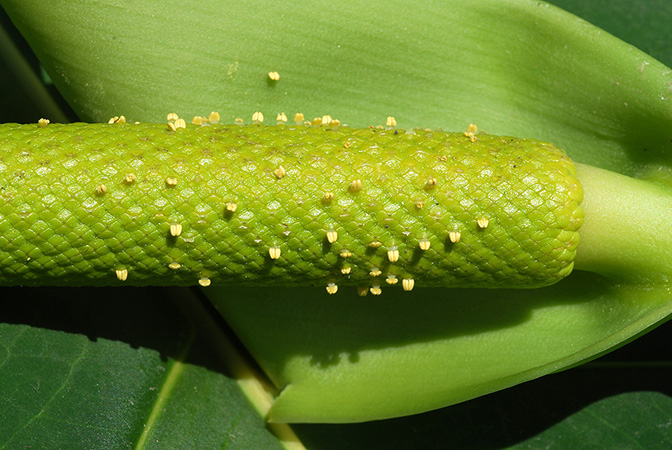 Croat 104539 pictured in Carchi, Ecuador Image Copyright © 2013 by David Scherberich