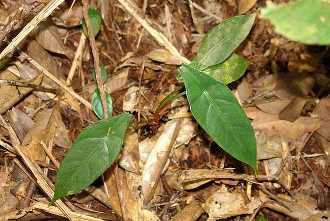 Pictured in Sarawak, Borneo Image Copyright © 2011 by Lars Nauheimer