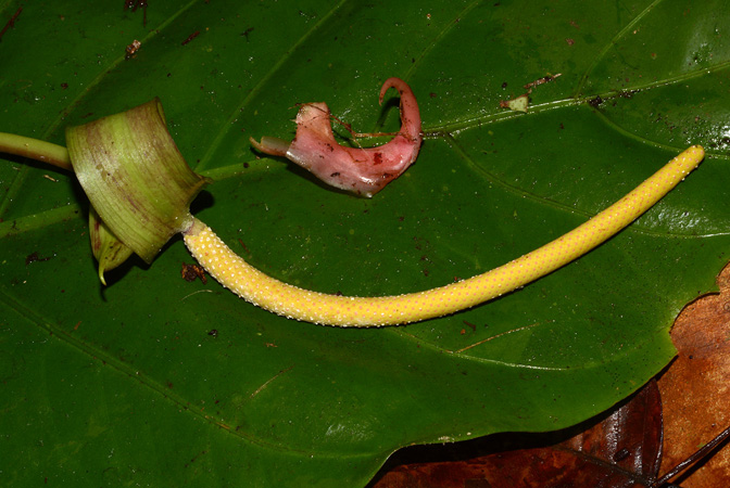 Croat 106054 pictured along Rio Piatua (Napo, Ecuador) Image Copyright © 2015 by David Scherberich