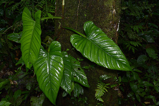Pictured in Timburi Cocha Research Station (Orellana, Ecuador) Image Copyright © 2015 by David Scherberich