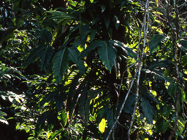 Pictured near Regina, French Guiana Image Copyright © 2006 by David Scherberich