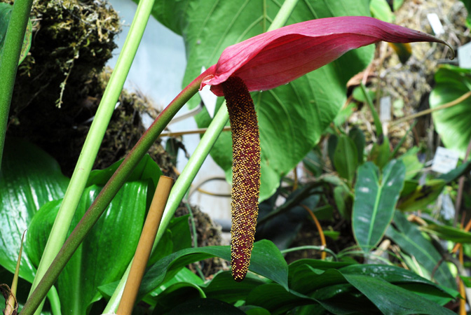 Croat 95682 from Pichincha, Ecuador Pictured at the Jardin Botanique du Montet (Nancy, France) Image Copyright © 2014 by David Scherberich