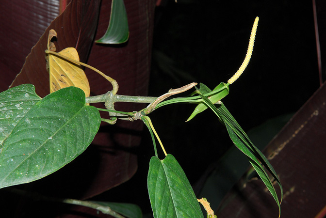 Pictured at the Jardín Botánico San Jorge (Ibagué, Colombia) Image Copyright © 2013 by David Scherberich
