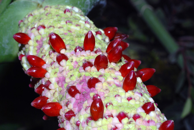 Pictured at the Jardin Botanique de Lyon (France) Image Copyright © 2009 by David Scherberich