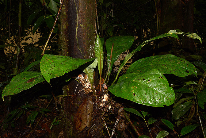 Croat 105917 pictured in Yasuni National Park (Orellana, Ecuador) Image Copyright © 2015 by David Scherberich