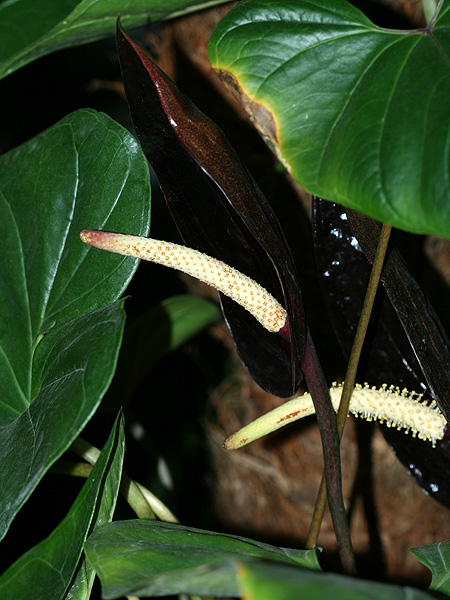 文件:Anthcaramantae 02.jpg