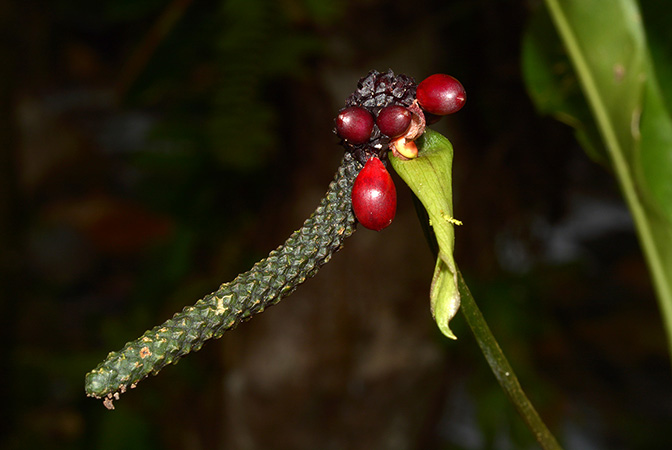 文件:AnthraphaelenseCroat105655 03.jpg