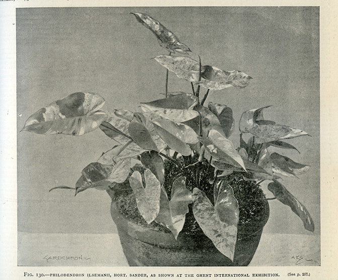 文件:PhiloilsemaniiGC.jpg