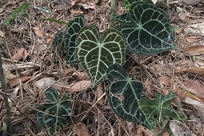 Pictured in Chiapas, Mexico Image Copyright © 2019 by Fred Muller