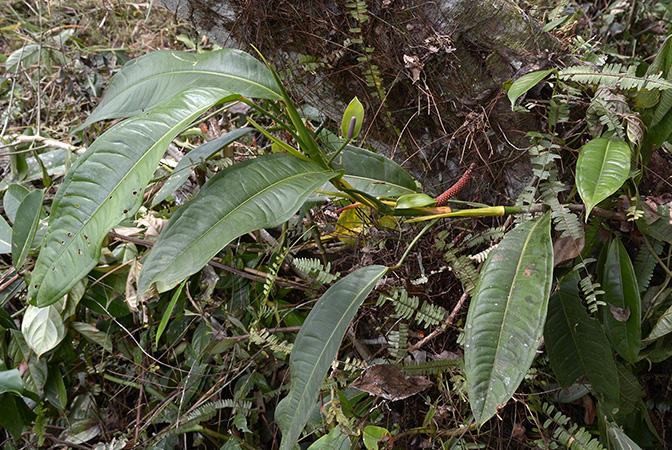 Pictured near Muyuna, Napo/Ecuador Image Copyright © 2015 by David Scherberich