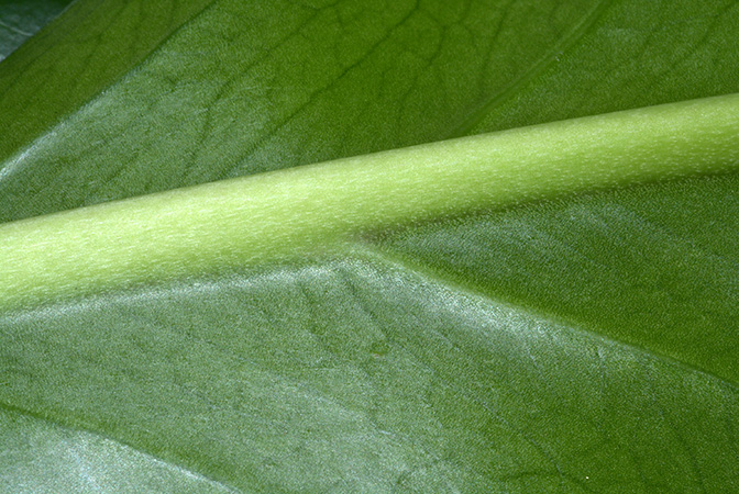 文件:Anthsolitarium1977-1439K 03.jpg