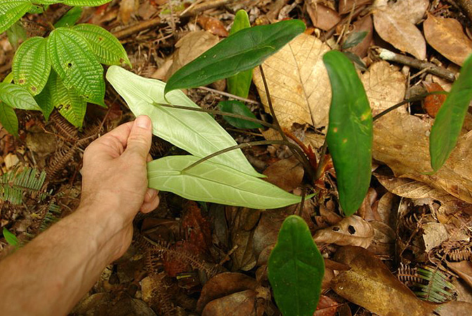 Pictured in Sarawak, Borneo Image Copyright © 2011 by Lars Nauheimer