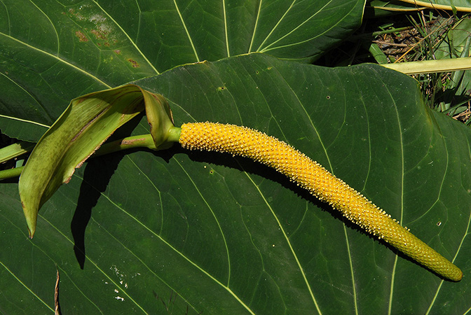 Croat 104539 pictured in Carchi, Ecuador Image Copyright © 2013 by David Scherberich