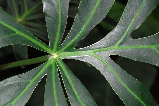 Mayo 707, pictured in Kew Botanic Gardens Images Copyright © 2005 by David Scherberich