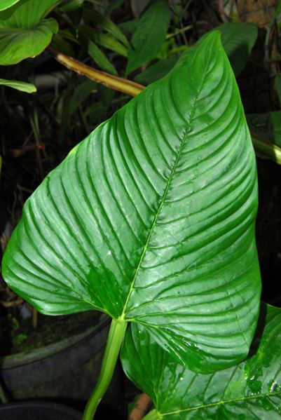 文件:PhiloalatisulcatumCroat104157 04.jpg