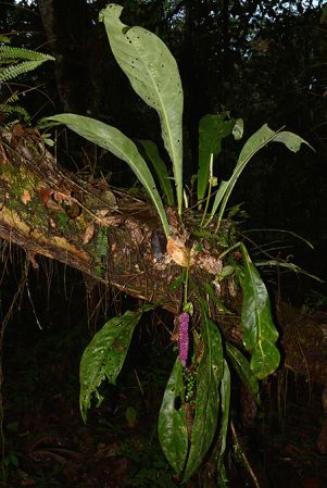 Pictured along Rio Anzu (Pastaza, Ecuador) Image Copyright © 2015 by David Scherberich