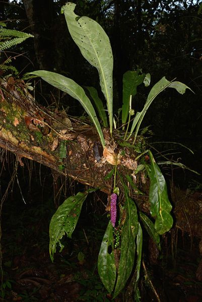 文件:AnthernestiiCroat 03.jpg