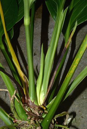Croat 36601 from Turrialba/Costa Rica, pictured in Royal Botanic Gardens, Kew Image Copyright © 2015 by David Scherberich