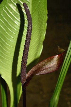 Pictured in the Botanischer Garten München (Germany) Image Copyright © 2016 by David Scherberich