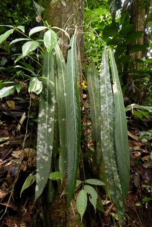 Pictured in Pichincha, Ecuador Image Copyright © 2017 by Bruce Dunstan