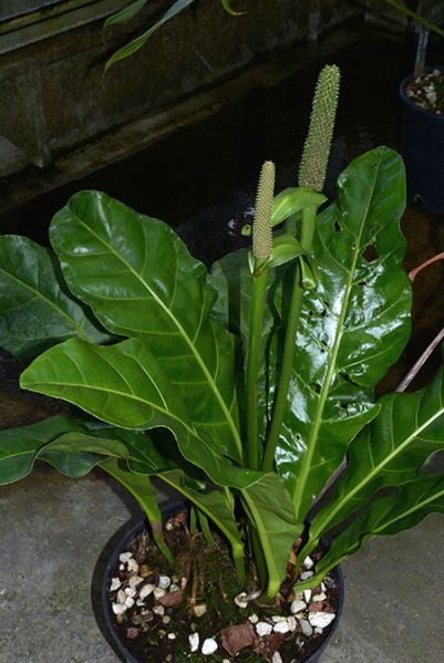 文件:Anthparaguayense 01.jpg