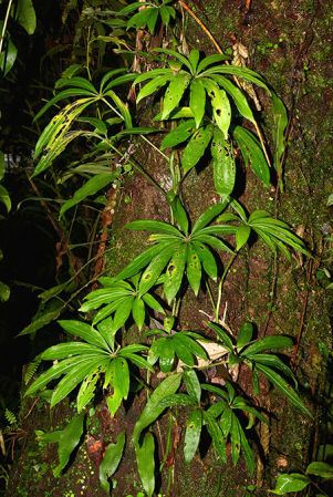 Pictured along Rio Piatua, Napo/Ecuador Image Copyright © 2015 by David Scherberich