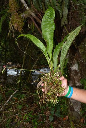 Croat 105655, pictured near Tena (Napo, Ecuador) Image Copyright © 2015 by David Scherberich