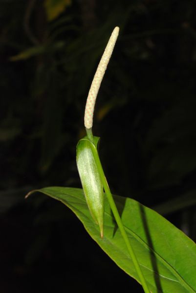 文件:Anthuleanum050954 01.jpg