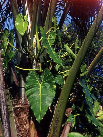 Pictured in French Guiana: near Mana Image Copyright © 2006 by David Scherberich