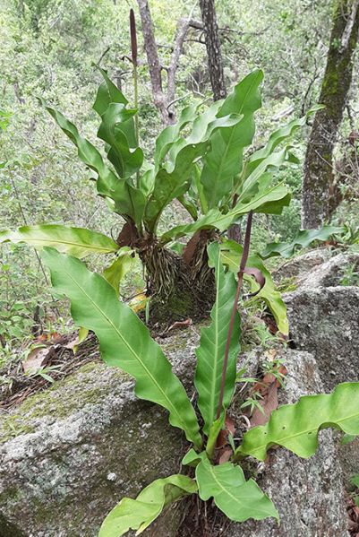文件:AnthhalmooreiAM2.jpg