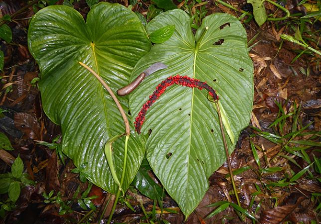 Pictured in Fortuna, Chiriqui (Panama) Image Copyright © 2016 by Bruce Dunstan