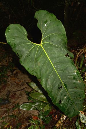 Croat 105523 pictured along Rio Piatua, Napo/Ecuador Image Copyright © 2015 by David Scherberich