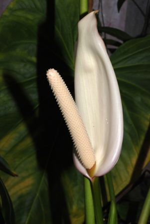 From Puntarenas (Costa Rica), pictured at the Jardin Botanique de Lyon (France) Image Copyright © 2014 by David Scherberich
