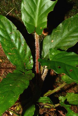 Croat 105935 (juvenile) pictured in Yasuni National Park, Orellana/Ecuador Image Copyright © 2015 by David Scherberich