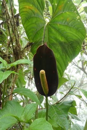 Pictured in Nutibara, Antioquia (Colombia) Image Copyright © 2019 by Bruce Dunstan