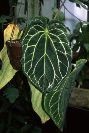 Pictured at the Jardin Botanique du Montet (Nancy, France) Image Copyright © 2003 by David Scherberich