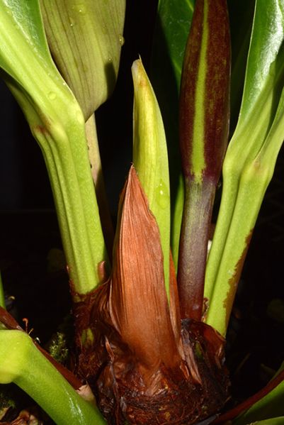 文件:Anthcubense 03.jpg