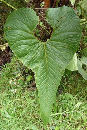 Pictured in La Planada Reserve, Narino, Colombia Image Copyright © 2018 by Bruce Dunstan