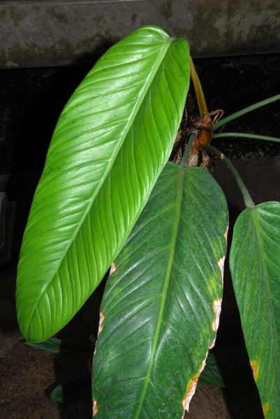 文件:Philoasplundii 18.jpg