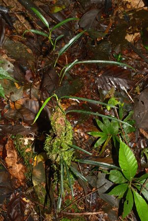 Pictured in Yasuni National Park (Orellana, Ecuador) Image Copyright © 2015 by David Scherberich