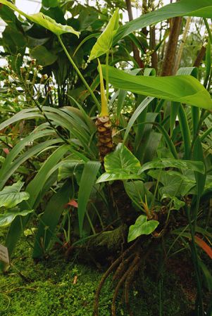 Pictured in the Botanischer Garten München (Germany) Image Copyright © 2016 by David Scherberich