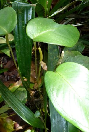 Pictured in Cerro Chucanti, Panama Image Copyright © 2015 by Bruce Dunstan