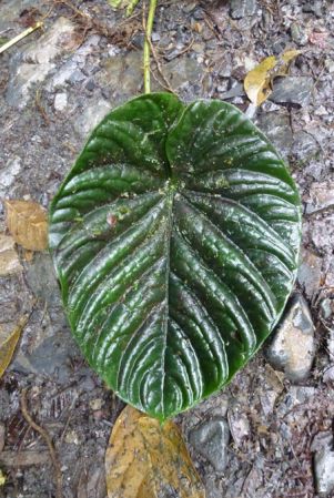 Pictured in Valle del Cauca, Colombia Image Copyright © 2015 by Bruce Dunstan