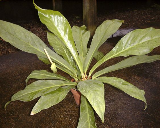 From Peru, pictured at the Jardin Botanique du Montet (Nancy, France) Image Copyright © 2003 by David Scherberich