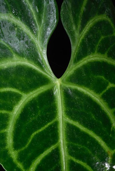 文件:AnthleuconeurumFM 04.jpg