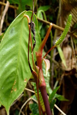 Pictured in Choco, Colombia Image Copyright © 2015 by Bruce Dunstan