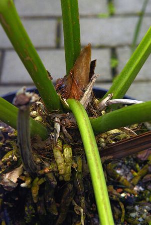 Pictured in Prague Botanic Garden Image Copyright © 2017 by David Scherberich