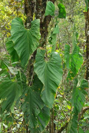 Croat 104199, pictured in Carchi, Ecuador Image Copyright © 2013 by David Scherberich